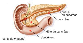 Anatomie du pancréas